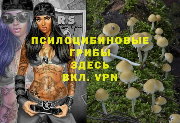 прущие грибы Абинск